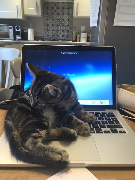 Kitten obsessed with laptops when working from home?!
