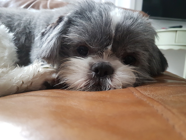 Spam me with your breed knowledge please