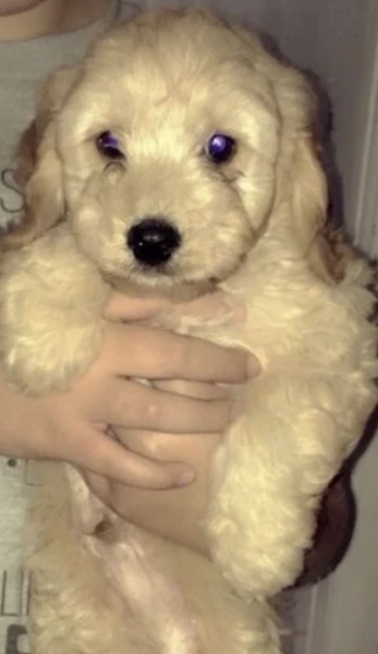 What is the name of this little chap?