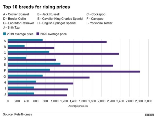 Puppy prices..