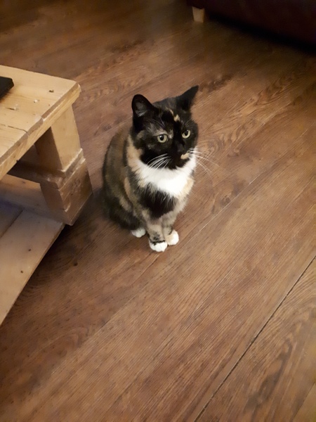 Should we..? Angry Tortie and new cat