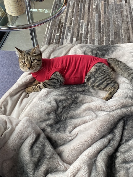 Female Cat neutering advice