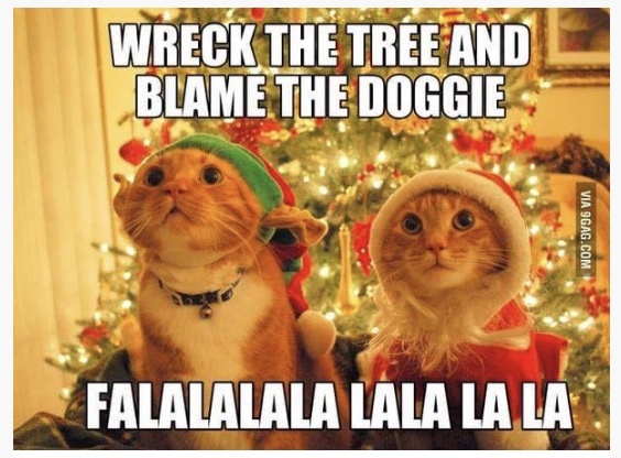 Cats and Christmas trees
