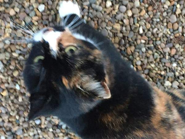 ‘Stray cat’ advice