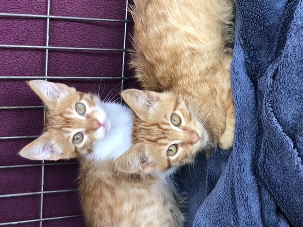 Show me your kitties