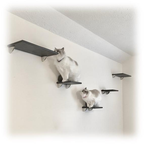 Would you rehome the cat?