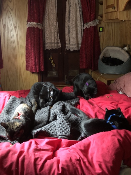 Resident cat showing aggression to a new kitten..