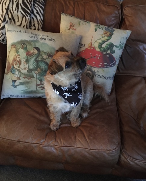 Rescue Dog