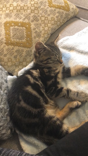 Kitten obsessed with laptops when working from home?!