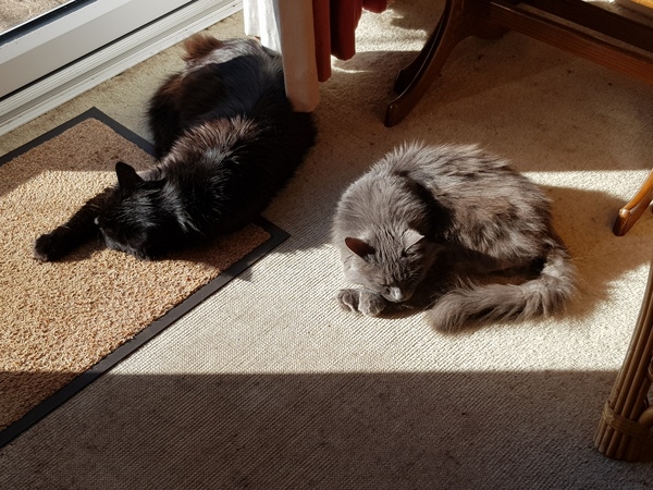 What's your DCat up to today? (Thread 8)