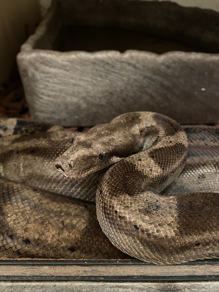 Snakes: have you ever seen one in the wild, in the UK or anywhere else ?