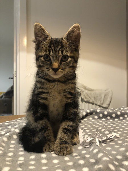 Kitten obsessed with laptops when working from home?!