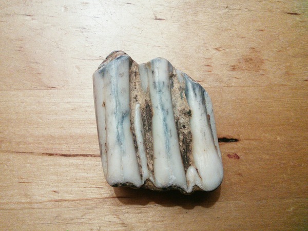 What's the oddest thing you have found while beachcombing?