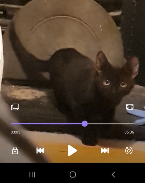 New cats up the chimney...leave them alone or get them out?