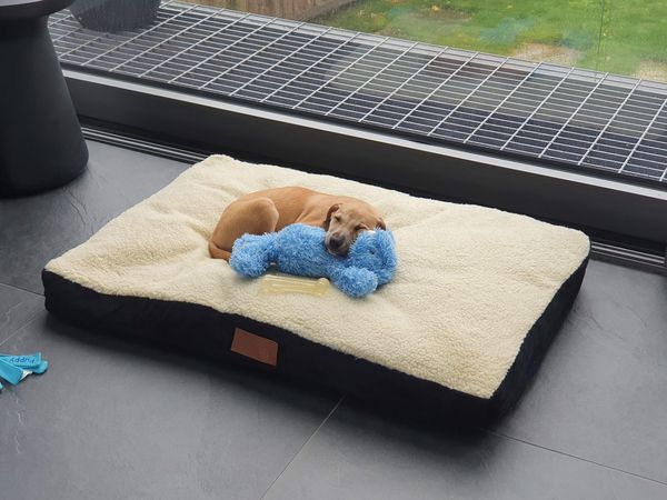 Puppy survival thread October/November!