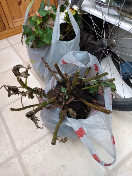 Help! How to overwinter these?
