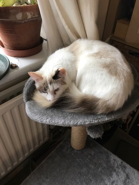 Cat with Allergies?