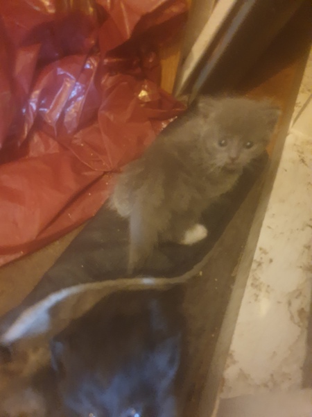 To keep all 4 kittens taking the total number of cats to 20!
