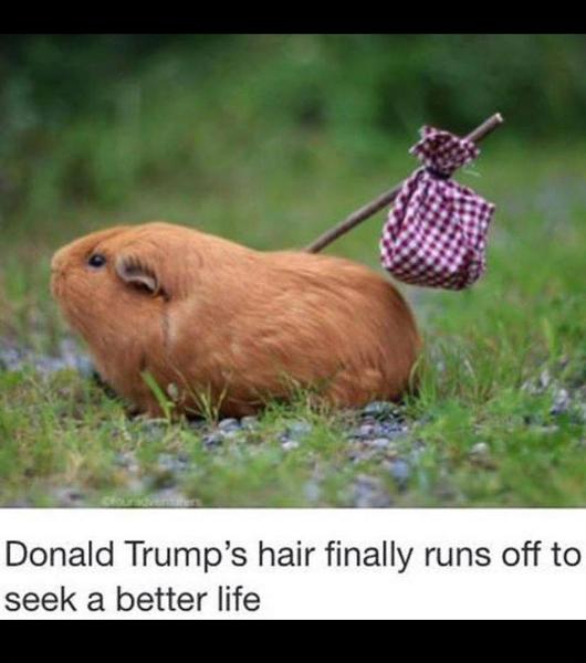 Trump's hair