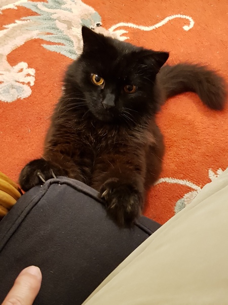 What's your DCat up to today? (Thread 8)