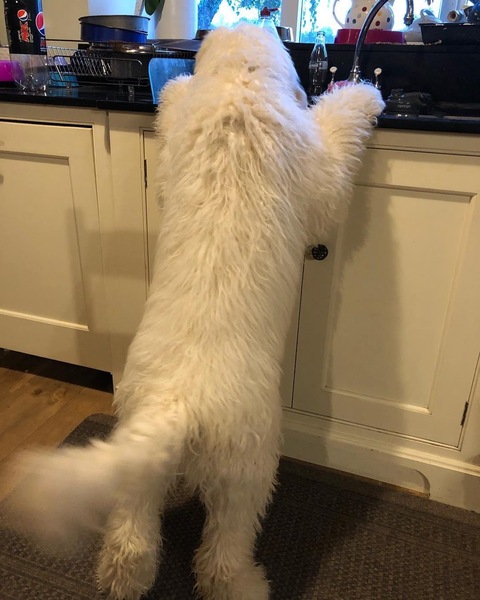 My dog is the best dog