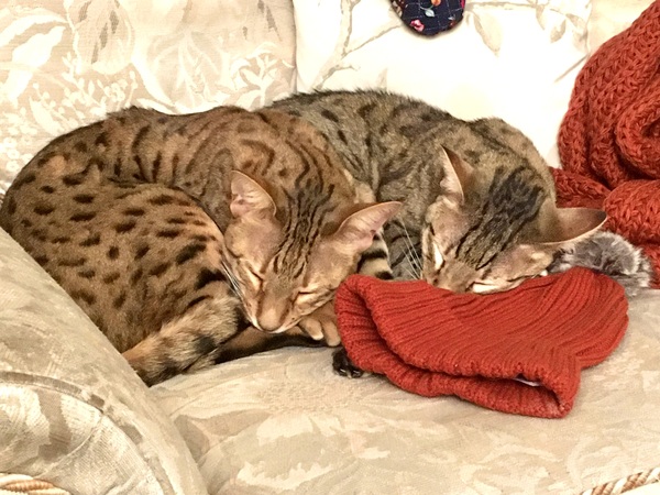 Anyone on here have a Bengal cat ?
