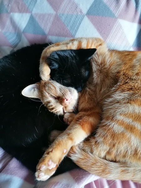 Friendship in the making...
