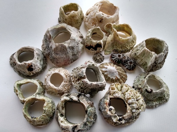 (Tw Trypophobia. Don't look) Aren't barnacles neat?!