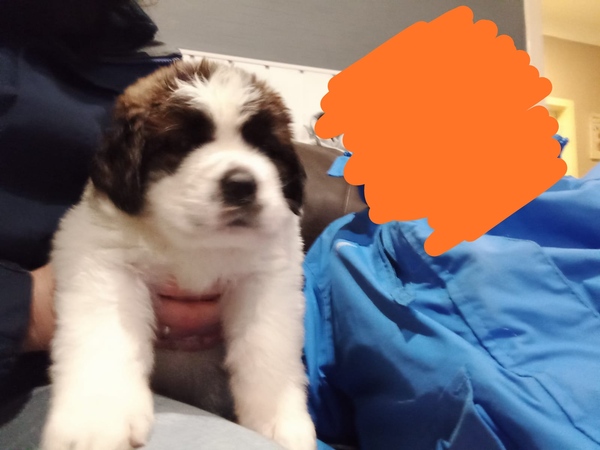 St Bernard breed