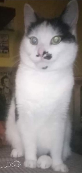 Can anyone give him a home?
