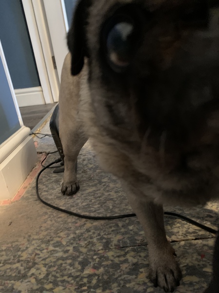 I had a fairly crappy day but my dear dog made everything worth it!