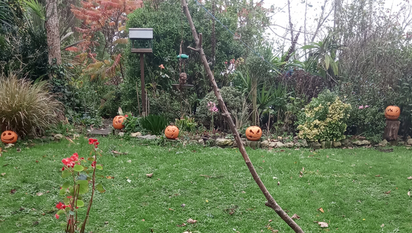 My pumpkins have made a bid for freedom.