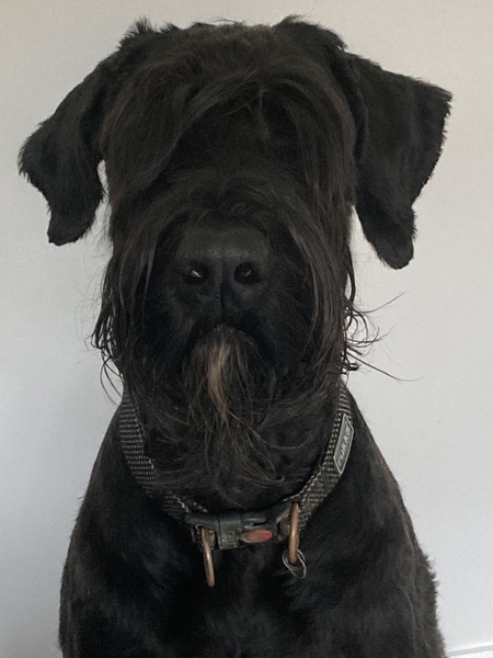 Why did you chose the breed of dog you did?