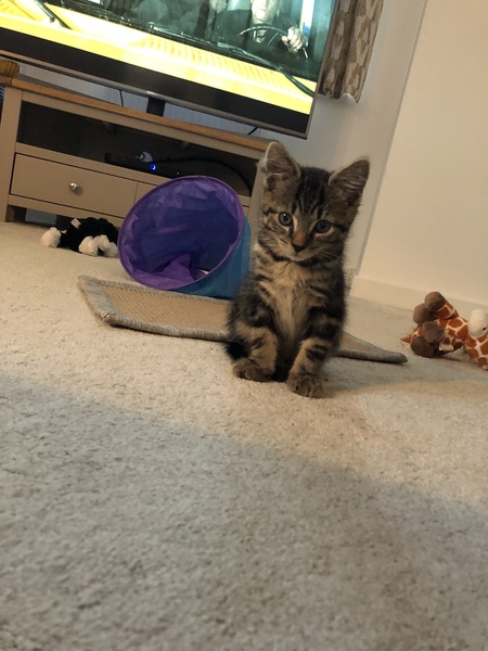 Kitten obsessed with laptops when working from home?!