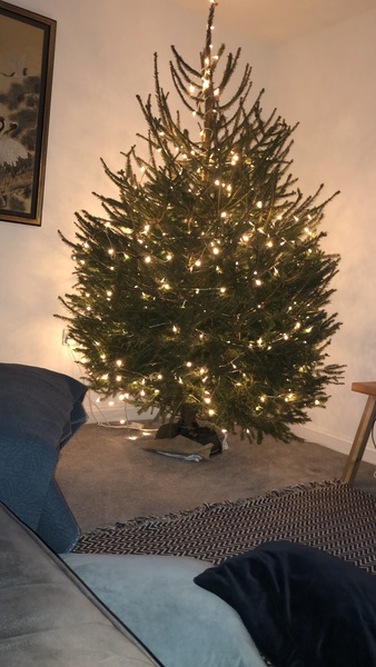 Get your trees out!!!!!