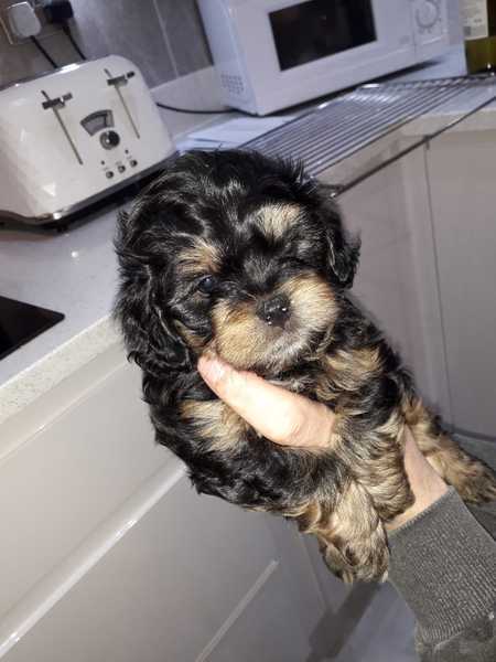 New puppy meeting other family animals
