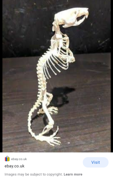 Can you identify this ‘fossil’