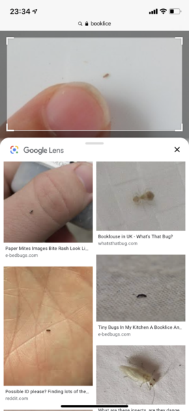 What are these little mites I keep seeing?