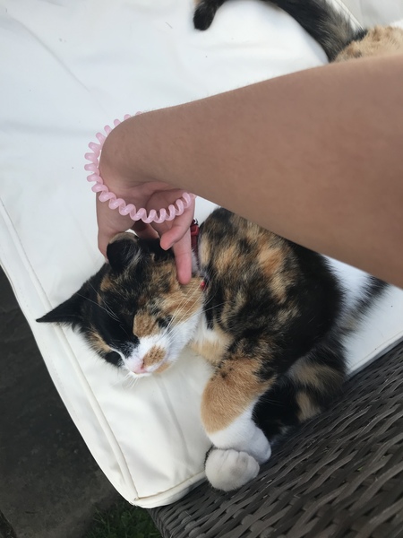‘Stray cat’ advice