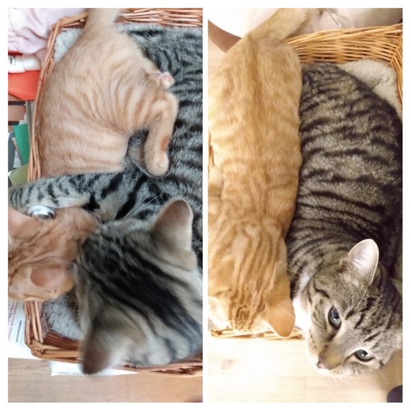 Friendship in the making...