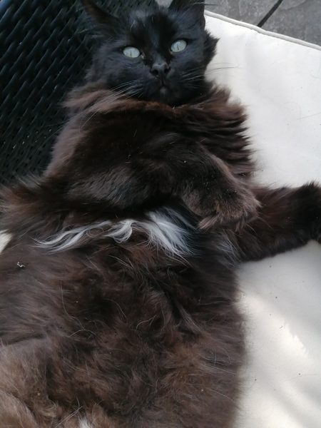 Anyone got a norwegian forest cat?