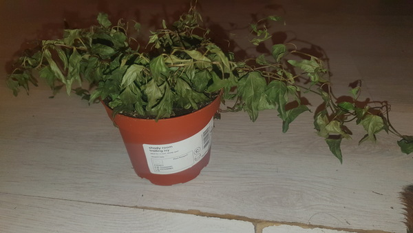 Have I killed my shady room trailing ivy?!