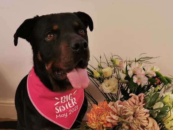 Why did you chose the breed of dog you did?