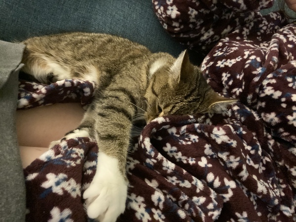 Pets and pregnancy