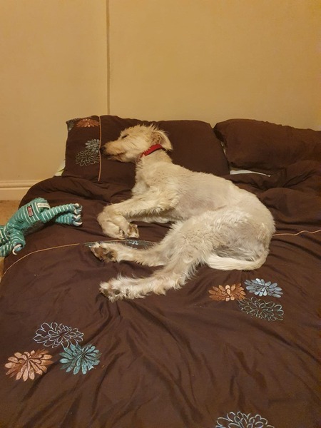Pillow theft