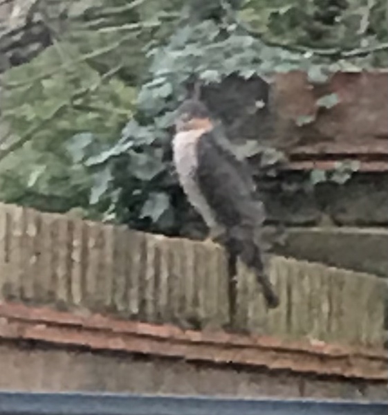 Bird ID