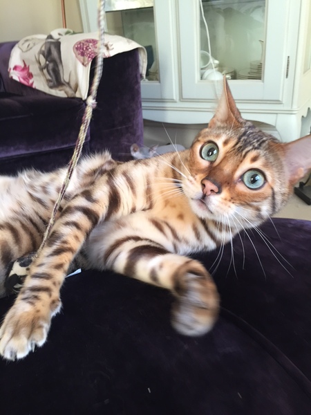 Anyone on here have a Bengal cat ?