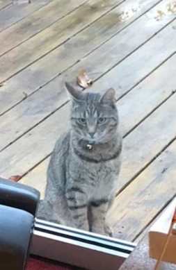 Thug cat part 3.  Unbidden guests are often welcomest when they are gone.