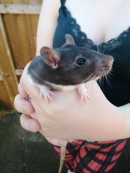 Rats in parks