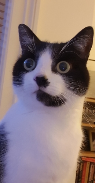 Harry, free to a good home!
